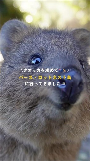 《絶滅危惧種》クオッカの島へ🦘パース・ロットネスト島へ行った時の記録🏝️ #オーストラリア