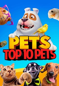 Watch Pets: Top 10 Pets for Free Online | Pluto TV