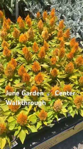 🛒 Lowe’s June Garden Center Walkthrough #garden