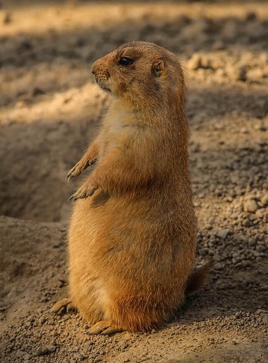 Perrito llanero mexicano: qué es, características, hábitat, reproducción