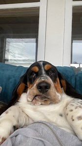 Wayne’s voice if he could talk lol #bassethoundcommunity #dog #bassethoundlife #bassethound #bassethoundlove #bassethoundmoments #virals #bassethoundpuppy #bassethounds #bassethoundsofinstagram | Basset Hound Lover