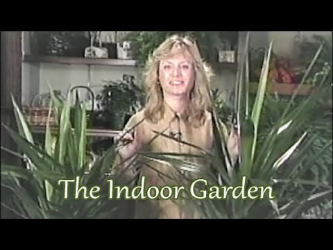 How to Care for a Yucca Plant Indoors