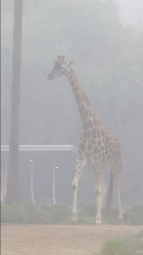 Early birds are heavily rewarded at Melbourne Zoo!