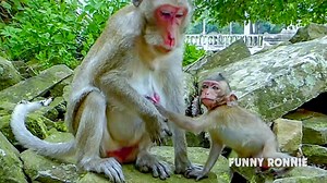 93K views · 1.1K reactions | Funny abandoned baby monkey Ronnie hungry milk try request mum Jane, Jane so awake went Ronnie touch milk bar | Monkeys Buzz | Facebook