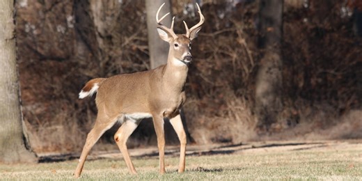 Missouri Department of Conservation reminds participants to take required hunter safety course