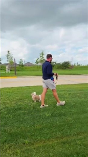Jackson’s Impulse Control Work 🚗🐾#doglovers #dogshorts #dogs #puppies #trending #fyp #shorts