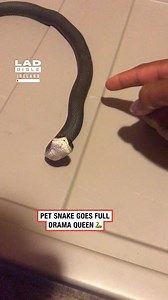 This snake’s acting skills are unreal 🐍😳 | LADbible Ireland