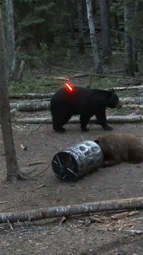 Bear Bow Hunting Shot #bearhunting #huntingshorts #hunting