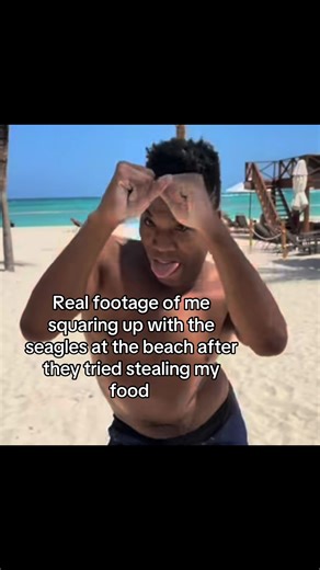 Confronting Seagulls: A Funny Beach Encounter