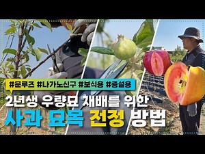 [채움원예종묘] '2년생 우량묘 재배'를 위한 사과나무 전지 방법! #문루즈 #나가노신구 #비료 #제초작업 #재배 #농사 #apple #moonrouge #nagano