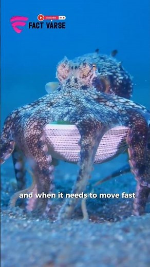This Octopus Wears Armor and Walks on Two Legs #octopus #wildlife #facts #nature #animalfacts