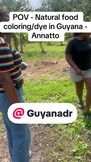 Exploring Annatto: Natural Dye from Guyana