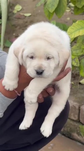 ultra massive quality Labrador puppy