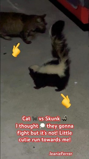 Cat 🐈‍⬛ vs Skunk 🦨I thought 💭 they gonna fight but it’s not! Little cutie run towards me!