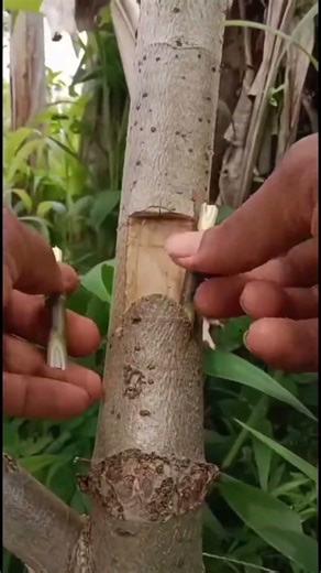 Unique Grafting Technique 🌱✨