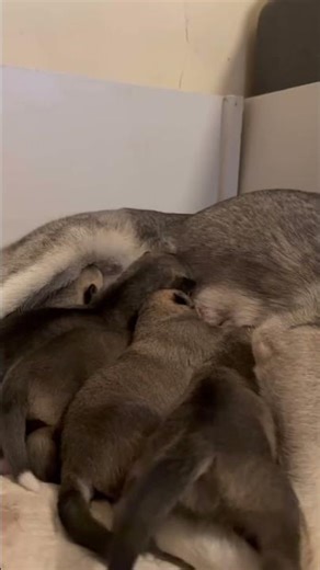 Siberian Huskies puppies