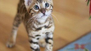 These Are Officially The 15 Most Adorable Breeds Of Kitten In The World