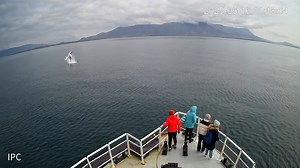 This incredible moment of a humpback whale breaching right in front of our boat was caught on the onboard security camera this morning! We never know where or when nature will surprise us, so it's always worth keeping an eye in every direction - and if you do happen to miss it, at least we have the chance to rewind the footage! 🐋 | Elding Whale Watching Reykjavik