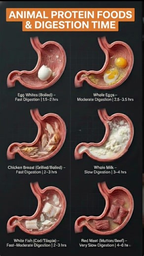 Animal Protein & Digestion Time ⏱️ | How Long Does It Take? #healthylifestyle #healthyeating