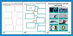Antarctica Food Chain and Food Web Worksheet