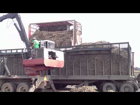 Harvesting Sugar Cane Near Sunset, Louisiana