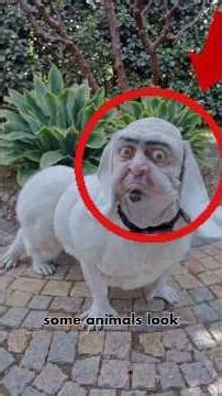 5 Animals that looks like humans!