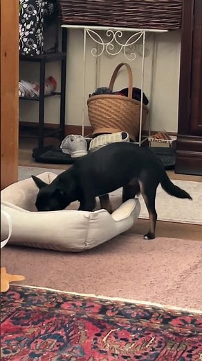 This is GG. Our new short haired chihuahua. 6 mos old. About 9 lbs.