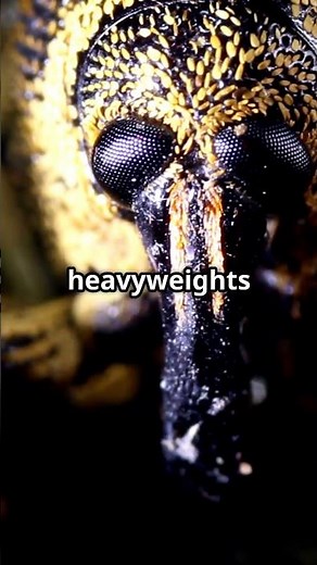 🔴 "Meet the Goliath Beetle: The Heaviest Insect on Earth! 🪲 Shocking Facts!"