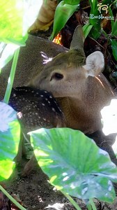 Just spotted the cutest little hog deer baby with its mama 🥹❤️ Fun fact: Baby deer (fawns) have white spots on their body to help them blend into the forest. The spots look like sunlight on the forest floor, so predators have a harder time seeing them while they’re small and vulnerable 🦌🌿 #HogDeer #Fawn #Wildlife #Conservation #ZooNegara #ZooNegaraMalaysia #ZooNegaraMalaysia2025 | Zoo Negara Malaysia