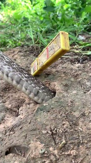 #trappingtechniques #snake #wildernessseason