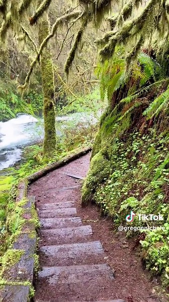 Sweet Creek Falls - Scenic 2-Mile Hike in Oregon | TikTok