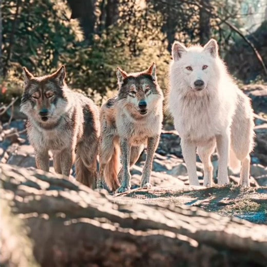 "Buck The Life Saviour" - Call of the Wild Edit | Камин - EMIN & JONY (slowed & reverb)