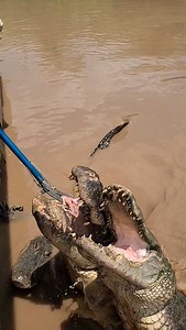 Gator Feeding in Louisiana at Natchitoches Alligator Park! | Wild Charles