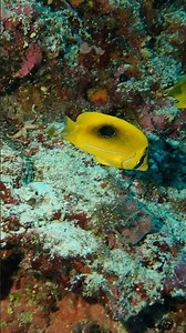Bennett's butterflyfish, Chaetodon bennetti
