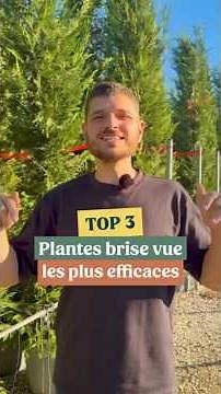 3 plantes à installer pour une haie super efficace !