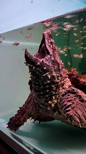 Deadly Tricks Animals Use to Hunt Their Prey | FactZoo