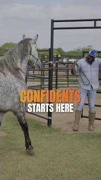 Why Most Horses Struggle With Trailer Loading (How to fix it))