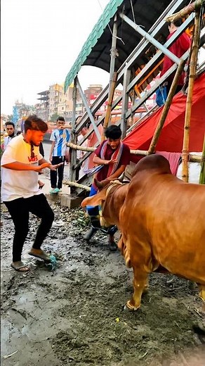 ভাইজান খবর একখান খবর একখান দেরী হইয়া যায় 🤣#funny #comedy #shorts #sbzihadhasan #korbani2025