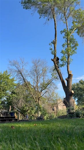🌳 Professional Ash Tree Removal by MDT Quality Tree Services 🌳 We safely removed two large ash trees from this property with precision and care. Our experienced crew completed the entire project without causing any damage to the lawn, house, or surrounding landscape. From the initial climbing and cutting to the full cleanup and restoration, we ensured a smooth, professional, and efficient job—leaving the yard clean and ready for new growth. ✅ Fully insured ✅ 10 years of experience ✅ 24/7 emerg