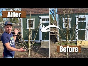 Pruning Fruit Trees 101