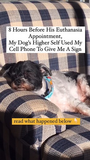 Mary Mittelstadt on Instagram: "My favorite time of day with my dog, Twix, was bedtime. For nearly 19 years he’d snuggled up beside me. He would snuggle up to me, I would do my nightly meditations, and we’d go to sleep. For as long as I’ve been meditating, bedtime is ‘my time’ to meditate and connect to my own loved ones. It’s what works best for my schedule, my mind being calm, and I just enjoy it at that time of day. My own loved ones come in to work with me at this time. Often. ➡️ Twix’s euth