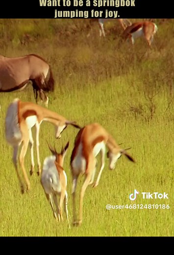 #animals #nature #wildanimal #jumping #springbok #joy | springbok