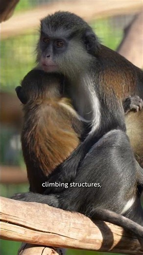 Is This Monkey Wearing A Mask?