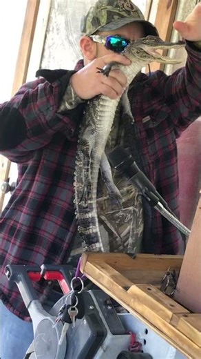 Alligator eating marshmallows #florida #wildlife #gator #alligator #wildlifeshorts