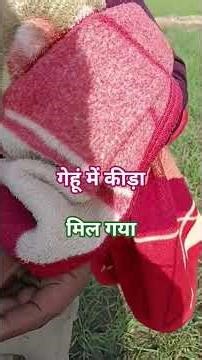 Farmers looking for insects in wheat