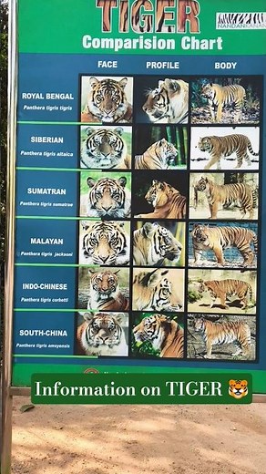 Scientific names and information on tigers