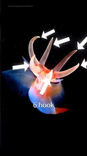 Meet The Deadliest Angel Of Deep Sea 😮