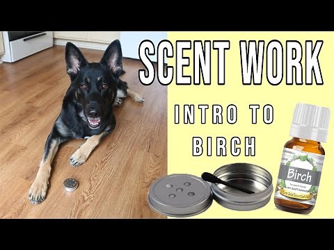 Intro to Birch Scent - Training K9 Scentwork Nosework Sport Detection