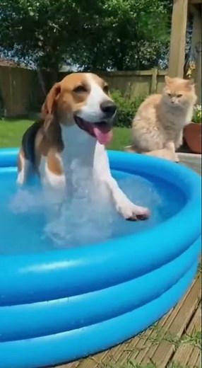 Summer Backyard Water Fight Fun