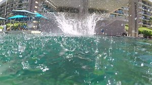 1K views · 53 reactions | This video is flipping awesome! #DolphinQuest #Hawaii #dolphin #dolphinflip | Dolphin Quest | Facebook